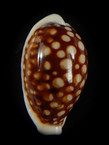 Cribrarula abaliena australiensis 26.41 mm Gem-60672