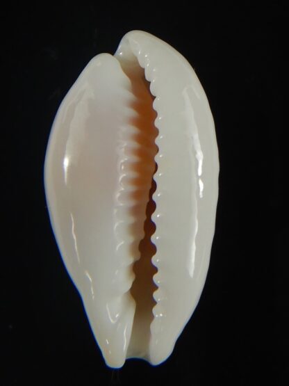 Cribrarula abaliena australiensis 26.41 mm Gem-60673