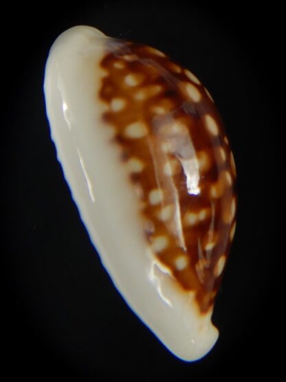 Cribrarula abaliena australiensis 26.41 mm Gem-60671