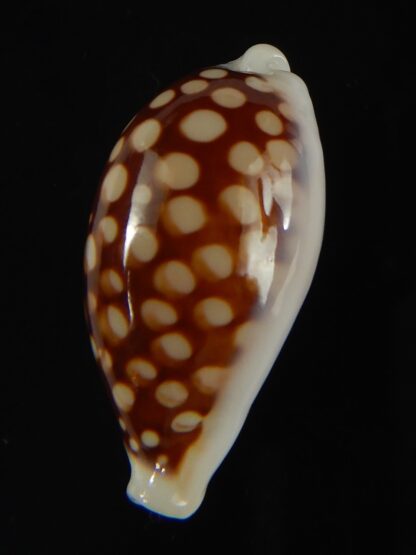 Cribrarula abaliena australiensis 26.41 mm Gem-60670