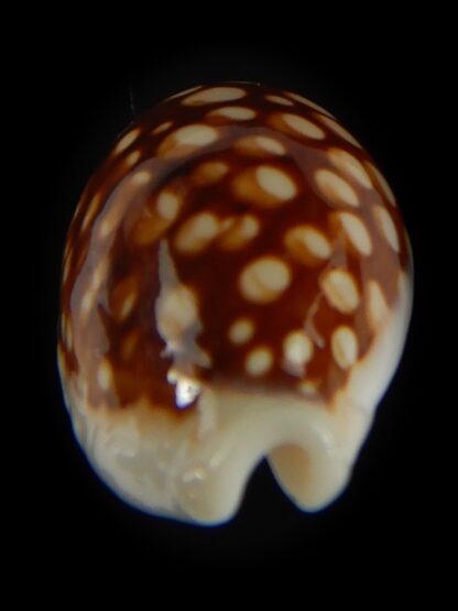 Cribrarula abaliena australiensis 26.41 mm Gem-60674