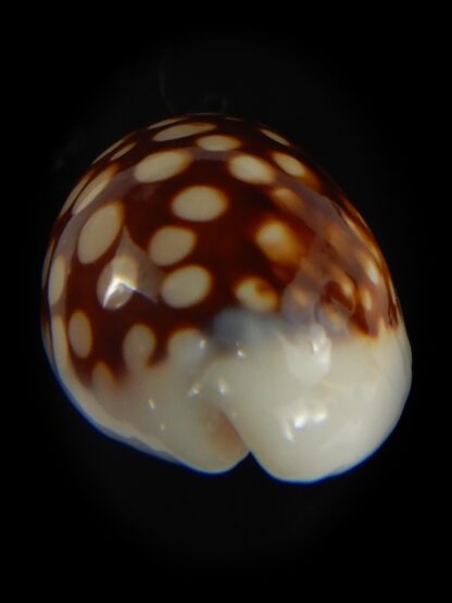 Cribrarula abaliena australiensis 26.41 mm Gem-60669