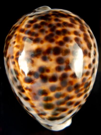 Cypraea tigris pardalis 95.90 mm Gem-60770