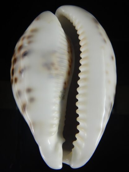 Cypraea tigris pardalis 95.90 mm Gem-60769