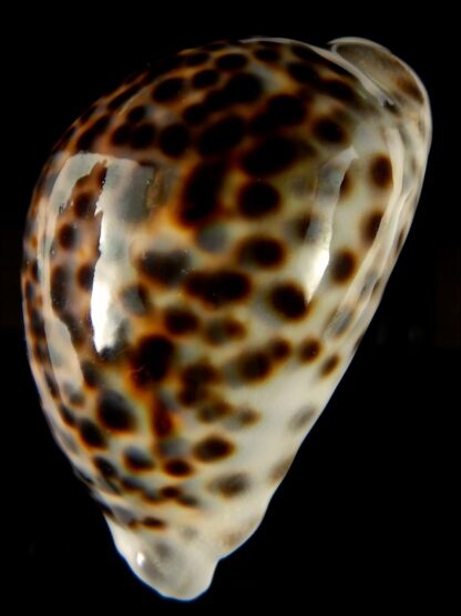 Cypraea tigris pardalis 95.90 mm Gem-60771