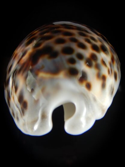 Cypraea tigris pardalis 95.90 mm Gem-60772