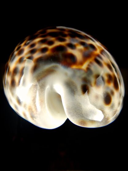 Cypraea tigris pardalis 95.90 mm Gem-60767