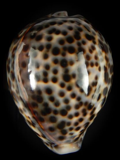 Cypraea tigris pardalis 87.23 mm Gem-60755