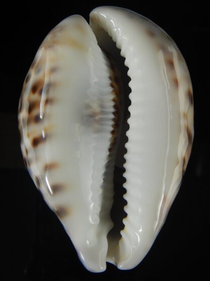 Cypraea tigris pardalis 87.23 mm Gem-60757