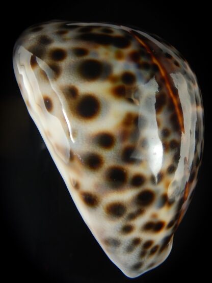 Cypraea tigris pardalis 87.23 mm Gem-60756