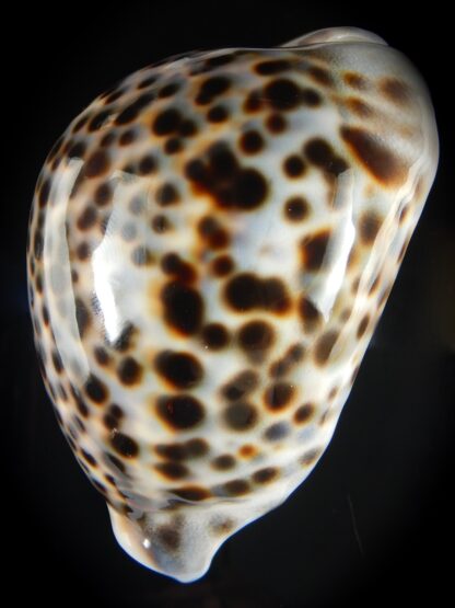 Cypraea tigris pardalis 87.23 mm Gem-60754