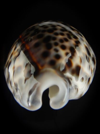 Cypraea tigris pardalis 87.23 mm Gem-60758