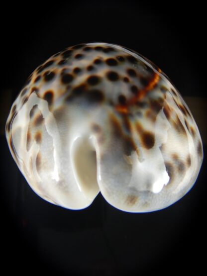 Cypraea tigris pardalis 87.23 mm Gem-60753