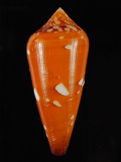 Darioconus crocatus crocatus 55.39 mm Gem-61034