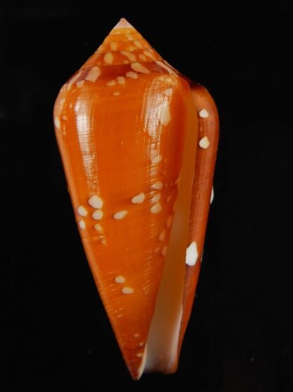 Darioconus crocatus crocatus 55.39 mm Gem-61035