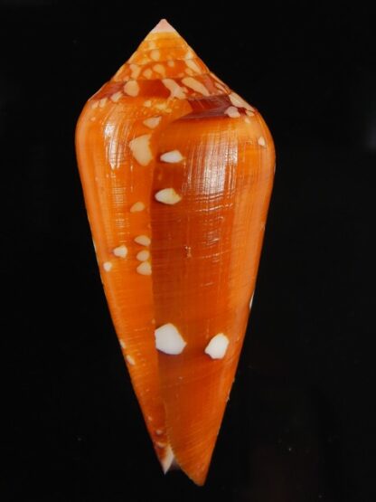 Darioconus crocatus crocatus 55.39 mm Gem-61037