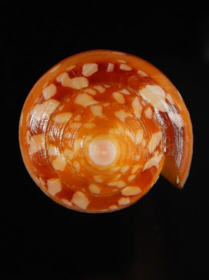 Darioconus crocatus crocatus 55.39 mm Gem-61036