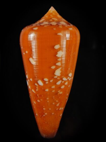 Darioconus crocatus crocatus 66.29 mm Gem-61054