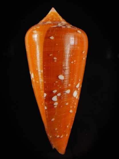 Darioconus crocatus crocatus 66.29 mm Gem-61055