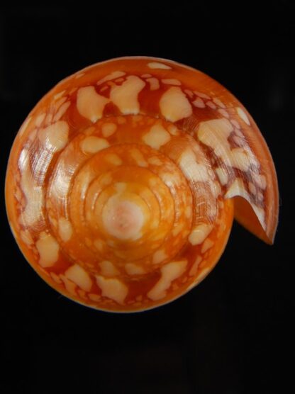 Darioconus crocatus crocatus 66.29 mm Gem-61056