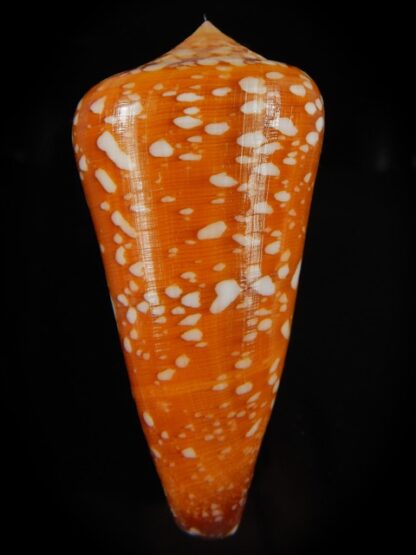 Darioconus crocatus crocatus 67.07 mm Gem-61065