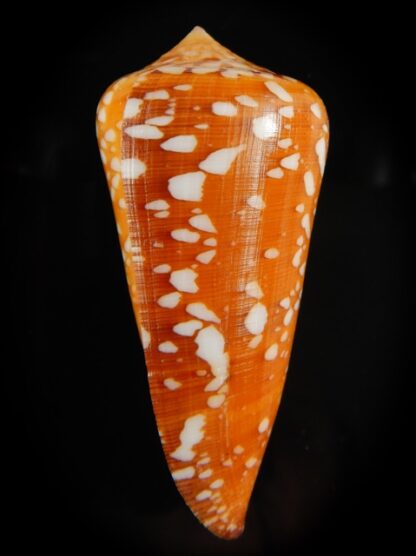 Darioconus crocatus crocatus 67.07 mm Gem-61067