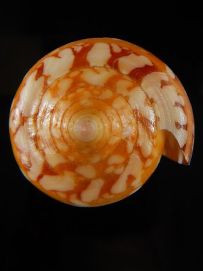 Darioconus crocatus crocatus 67.07 mm Gem-61064