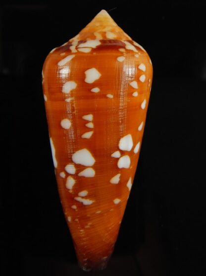 Darioconus crocatus crocatus 62.34 mm Gem-61044