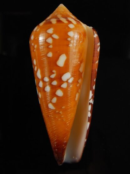 Darioconus crocatus crocatus 62.34 mm Gem-61045