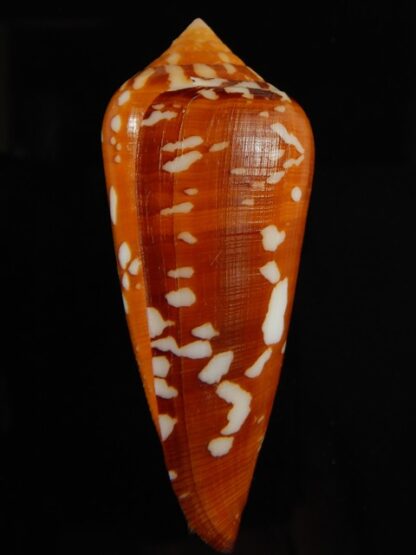 Darioconus crocatus crocatus 62.34 mm Gem-61046