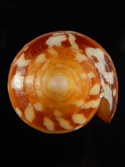 Darioconus crocatus crocatus 62.34 mm Gem-61047