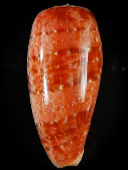 Textilia bullatus bullatus.... GIANT >>> 78,12 mm Gem-61156