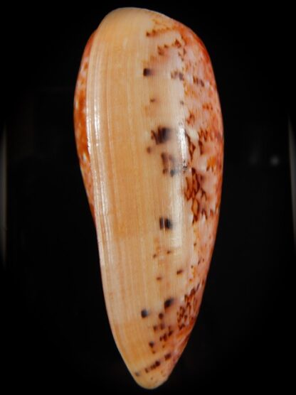 Textilia bullatus bullatus.... GIANT >>> 78,12 mm Gem-61157