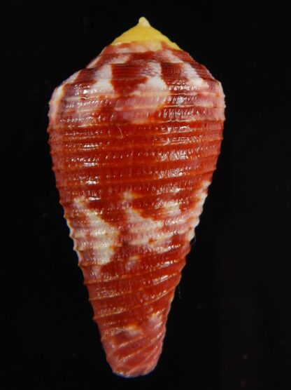 Rhizoconus pertusus amabilis 34.74 mm Gem -61073