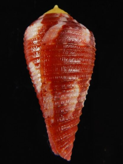 Rhizoconus pertusus amabilis 34.74 mm Gem -61077