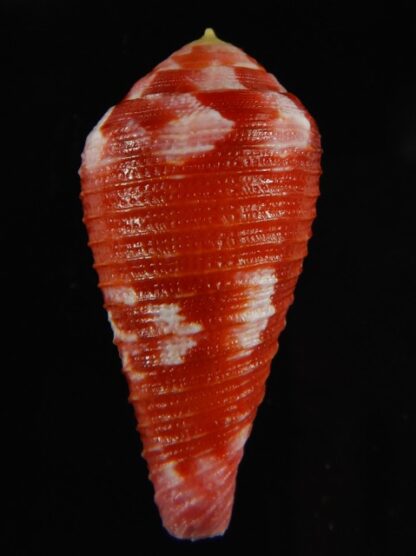 Rhizoconus pertusus amabilis 39.40 mm Gem -61133