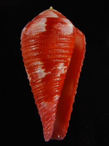 Rhizoconus pertusus amabilis 39.40 mm Gem -61134