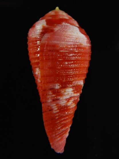 Rhizoconus pertusus amabilis 39.40 mm Gem -61135