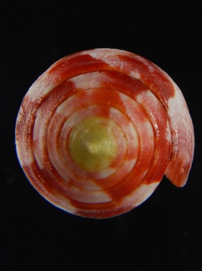 Rhizoconus pertusus amabilis 39.40 mm Gem -61136