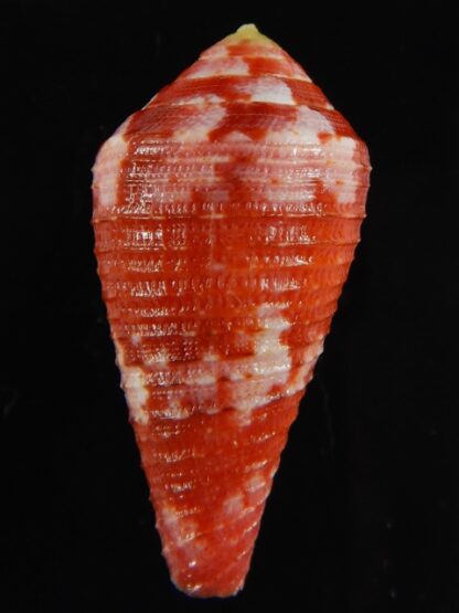 Rhizoconus pertusus amabilis 39.16 mm Gem-61103