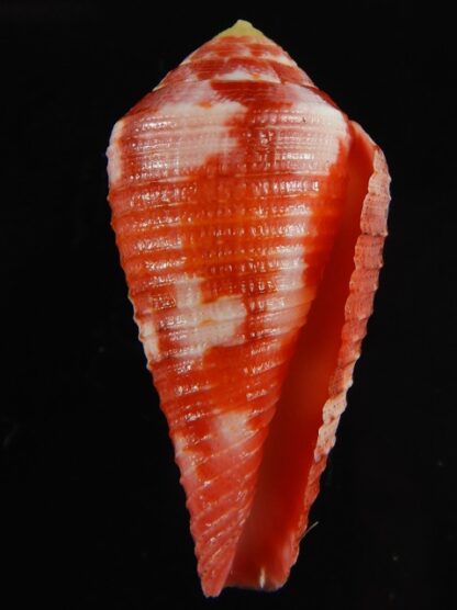 Rhizoconus pertusus amabilis 39.16 mm Gem-61104