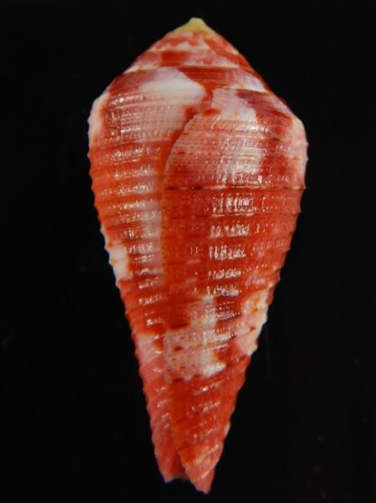 Rhizoconus pertusus amabilis 39.16 mm Gem-61105