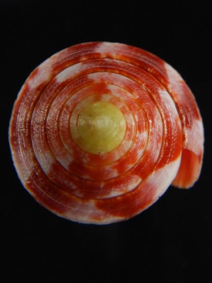 Rhizoconus pertusus amabilis 39.16 mm Gem-61107