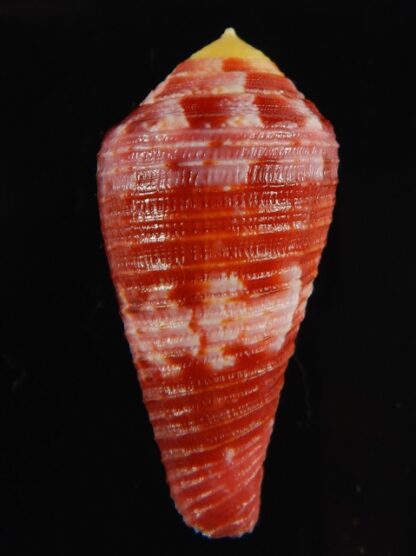 Rhizoconus pertusus amabilis 39.30 mm Gem-61123