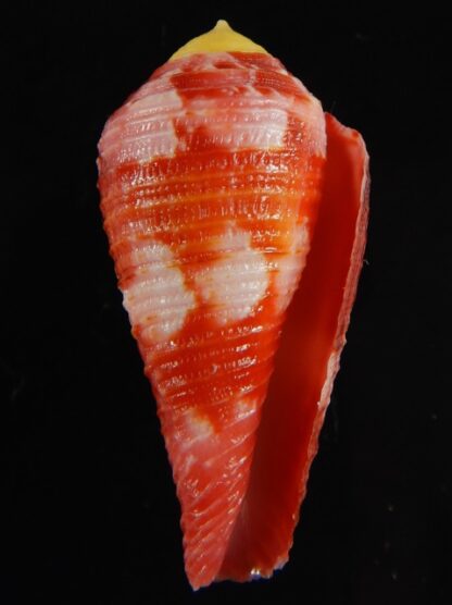 Rhizoconus pertusus amabilis 39.30 mm Gem-61124