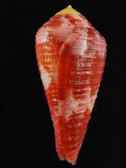 Rhizoconus pertusus amabilis 39.30 mm Gem-61125