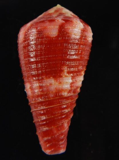 Rhizoconus pertusus amabilis 41.18 mm Gem-61143