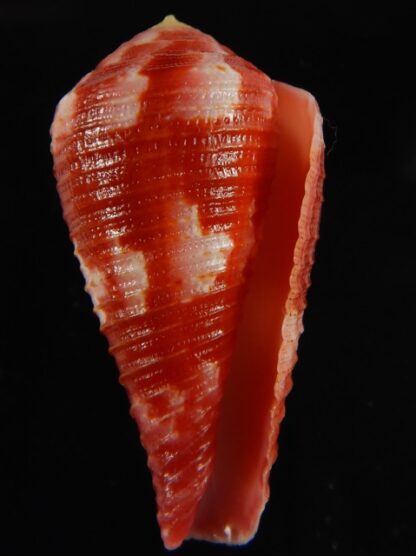 Rhizoconus pertusus amabilis 41.18 mm Gem-61144
