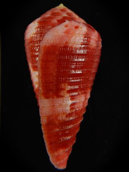 Rhizoconus pertusus amabilis 41.18 mm Gem-61145