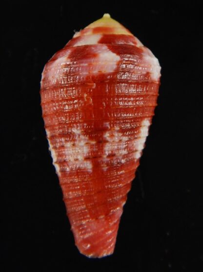 Rhizoconus pertusus amabilis 36.05 mm Gem-61093